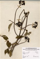 藏品(玉葉金花)的圖片